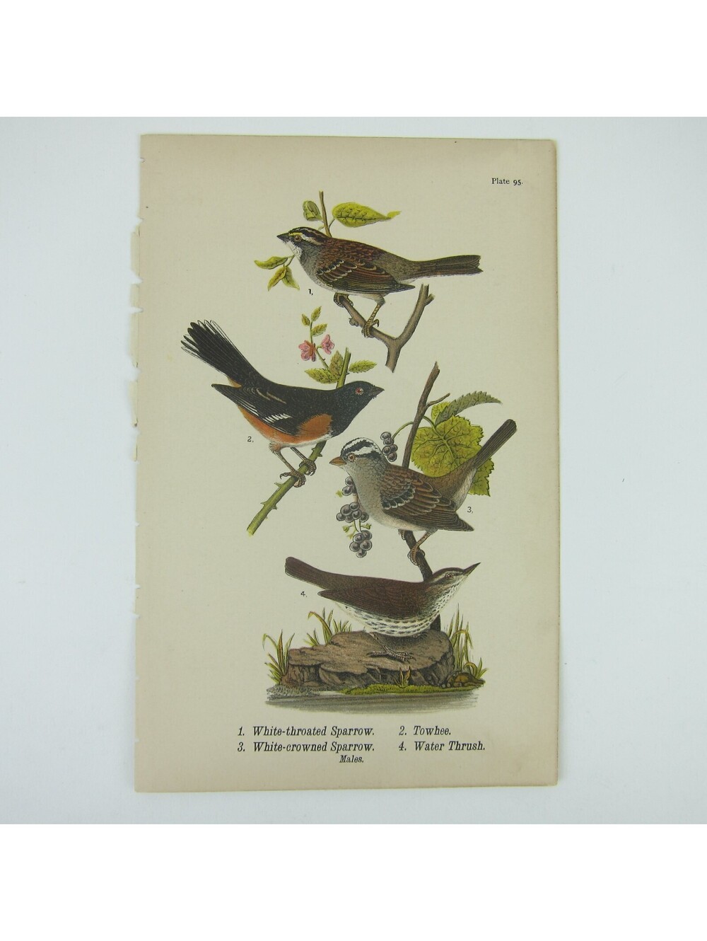 Bird Lithograph Print White Throated Sparrow Towhee Water Thrush Antique 1890